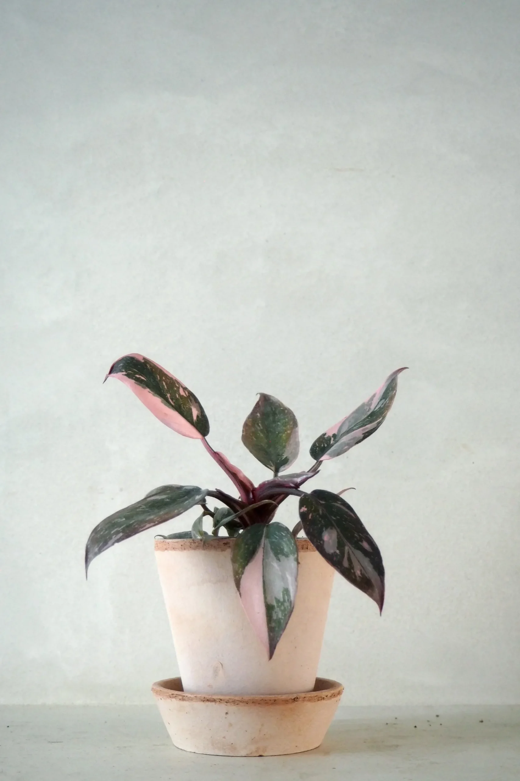 Philodendron Pink marble