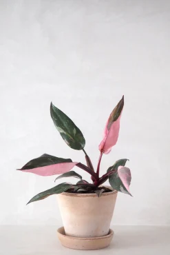 Philodendron Pink princess