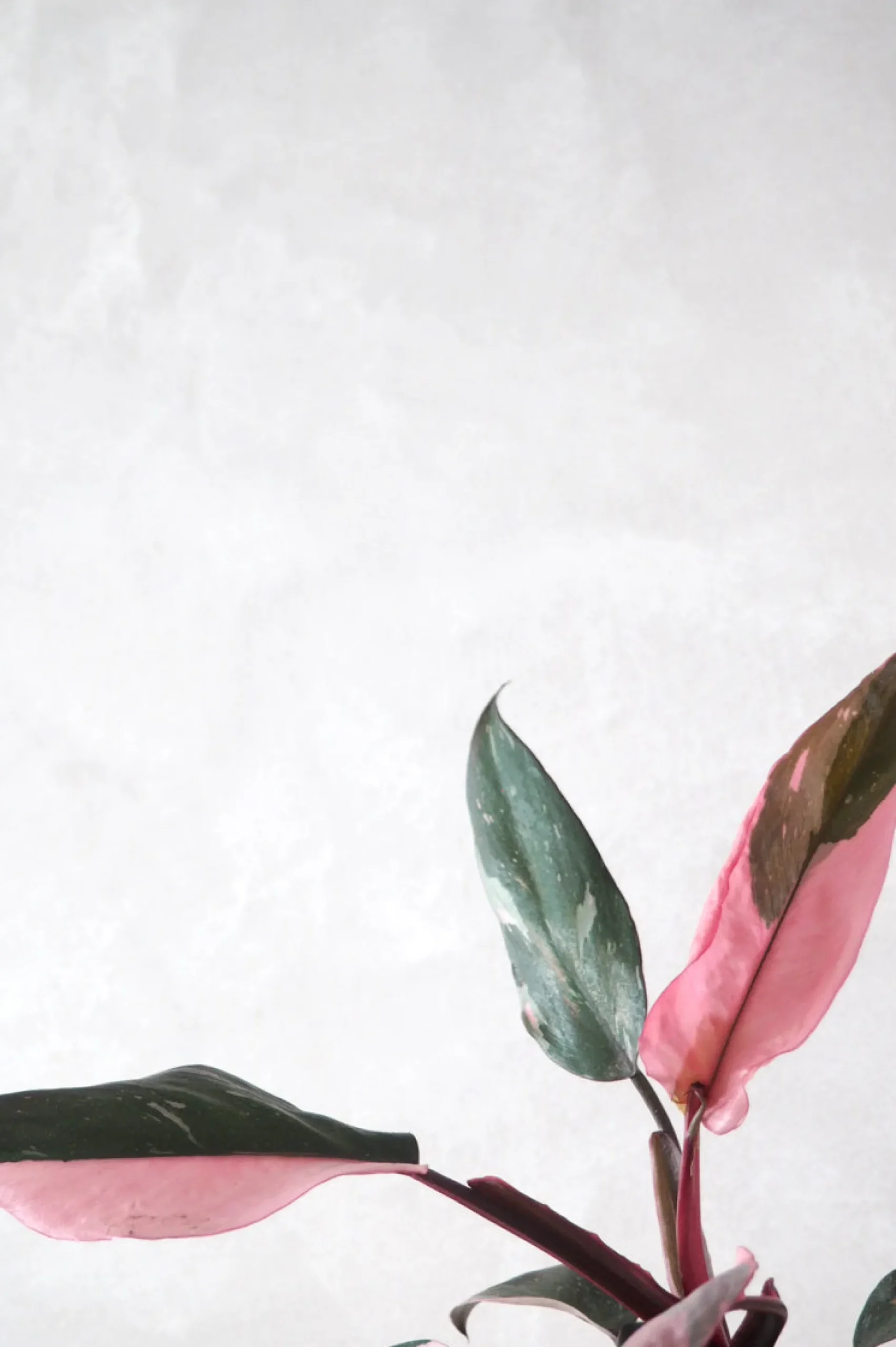 Philodendron Pink princess