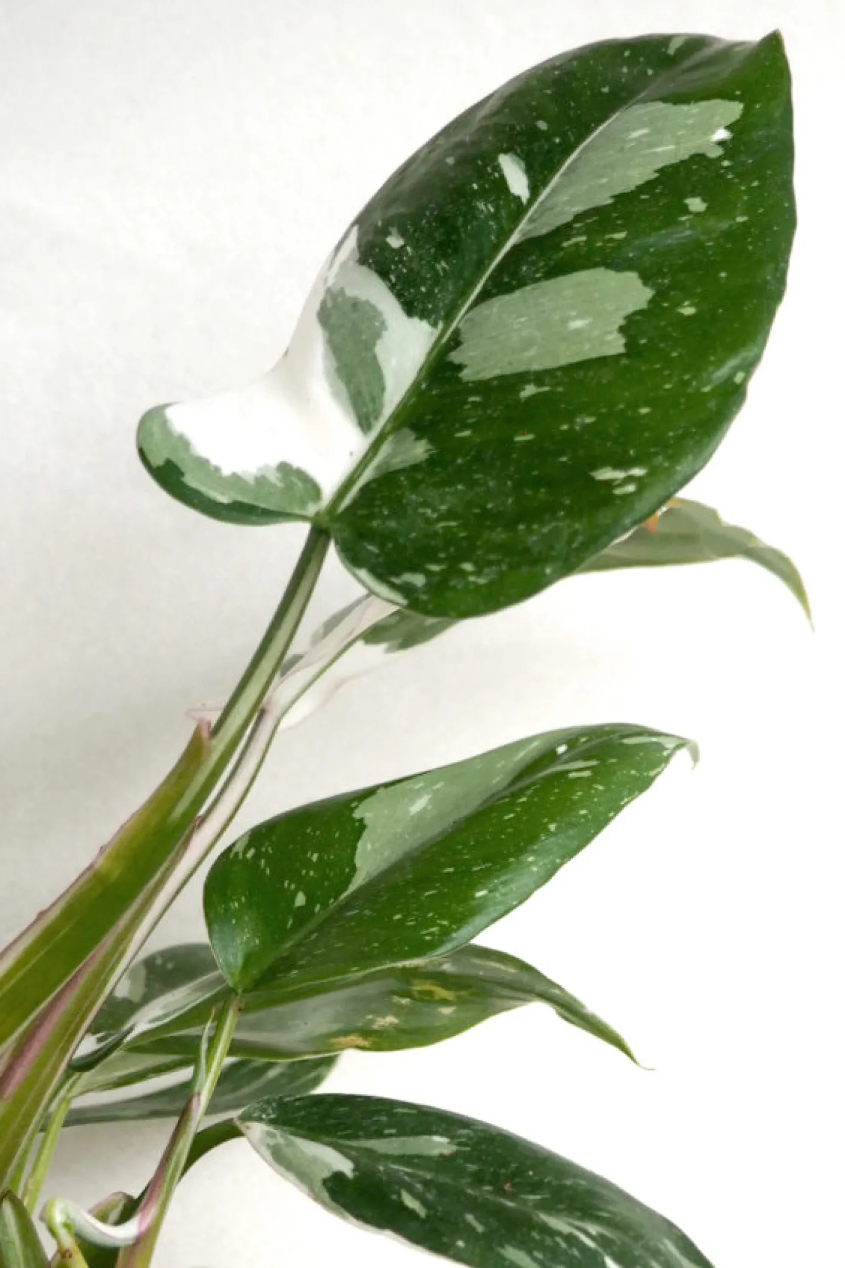 Philodendron white princess