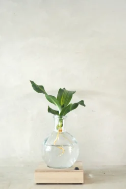 Plantelampe, Dracena