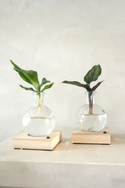 Plantelampe, Dracena