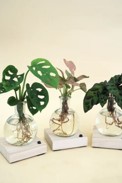 Plantelampe, Dracena