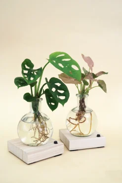 Plantelampe, Dracena