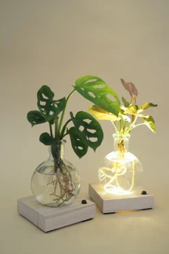 Plantelampe, Dracena