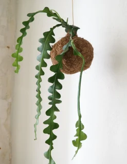 Planteplanet, Fiskebenskaktus