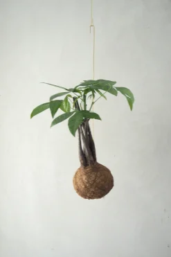 Planteplanet, flerstammet Lykkekastanje