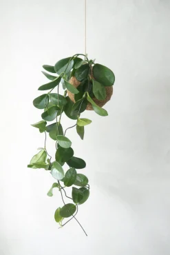 Planteplanet, Hoya carnosa