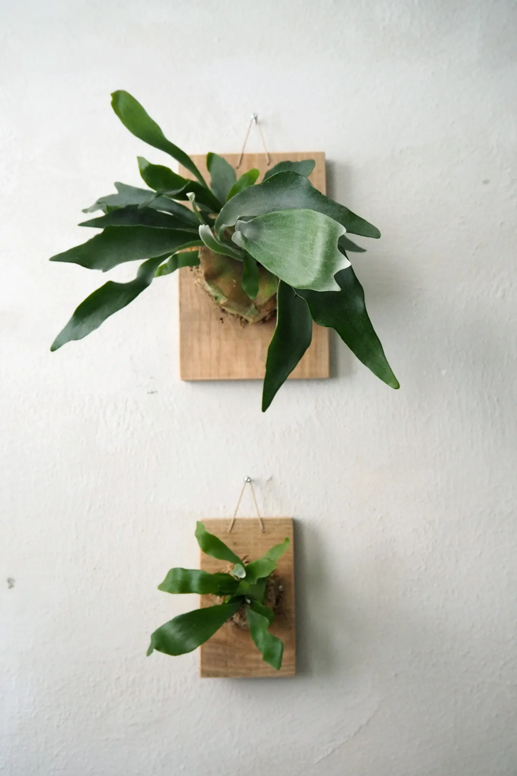 Plantetrofæ, Hjortetak, large