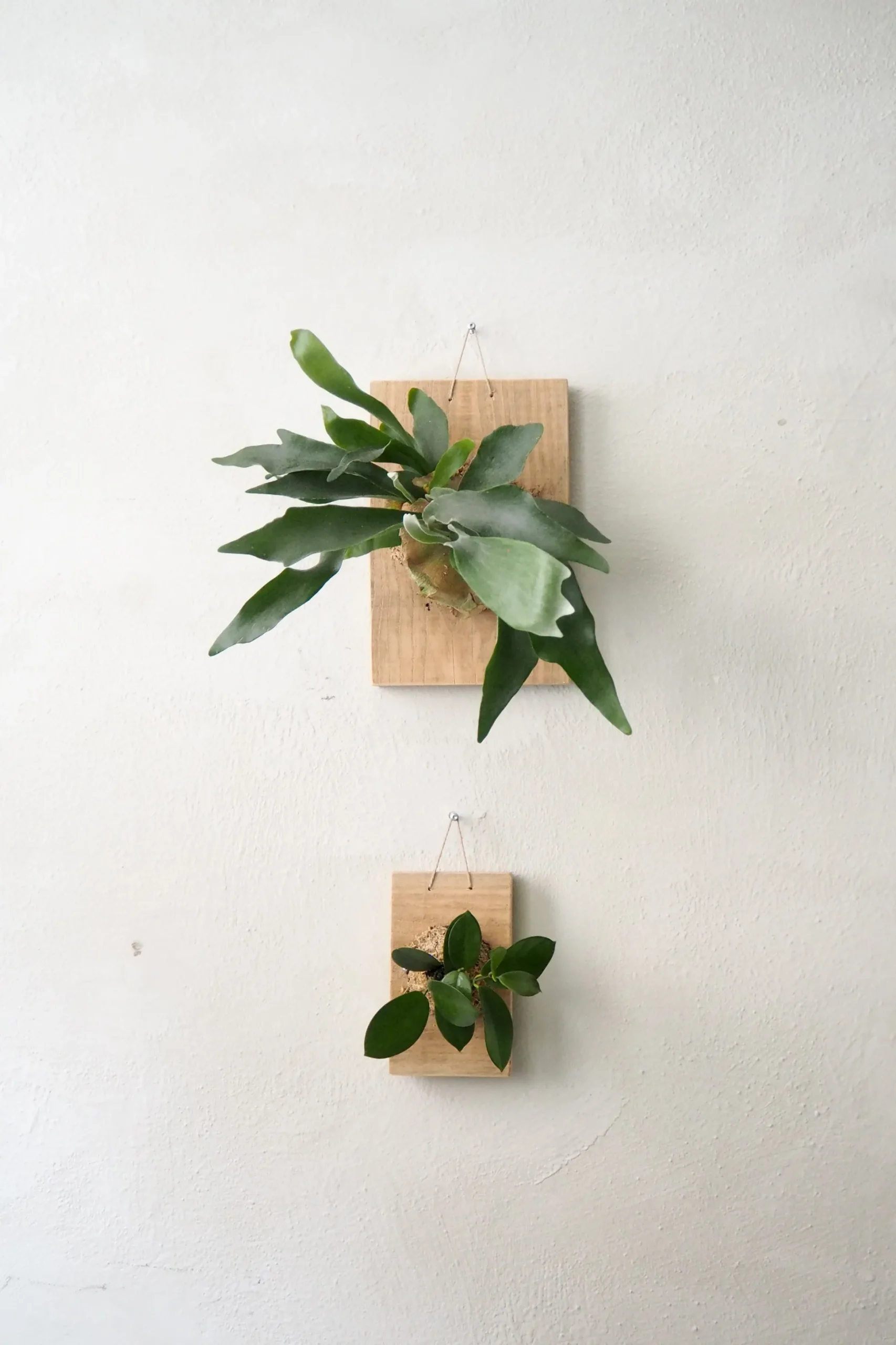 Plantetrofæ, Hjortetak, large