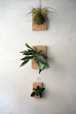 Plantetrofæ, Hjortetak, large