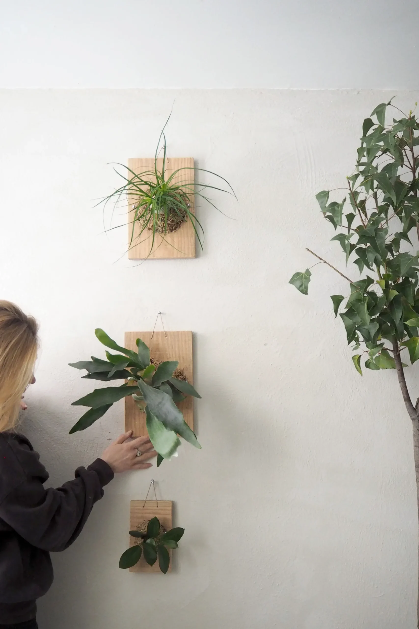 Plantetrofæ, Hjortetak, large