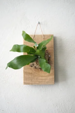 Plantetrofæ, Hjortetak, small