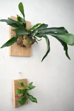 Plantetrofæ, Hjortetak, small