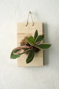 Plantetrofæ, Hoya flamingo dream, small