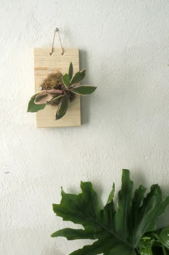 Plantetrofæ, Hoya flamingo dream, small