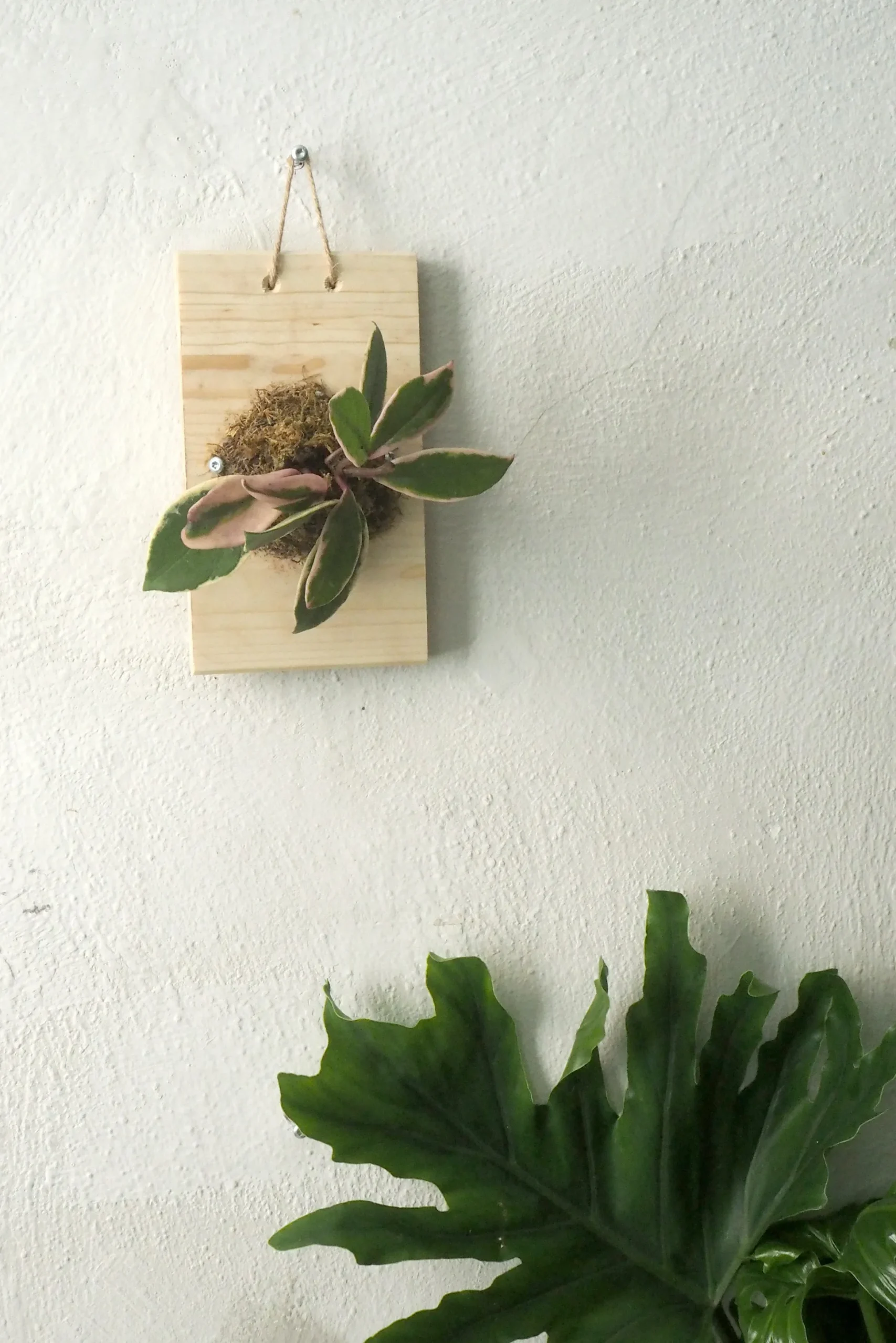 Plantetrofæ, Hoya flamingo dream, small