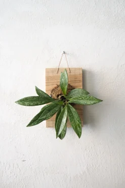 Plantetrofæ, Hoya Sivler spot, small