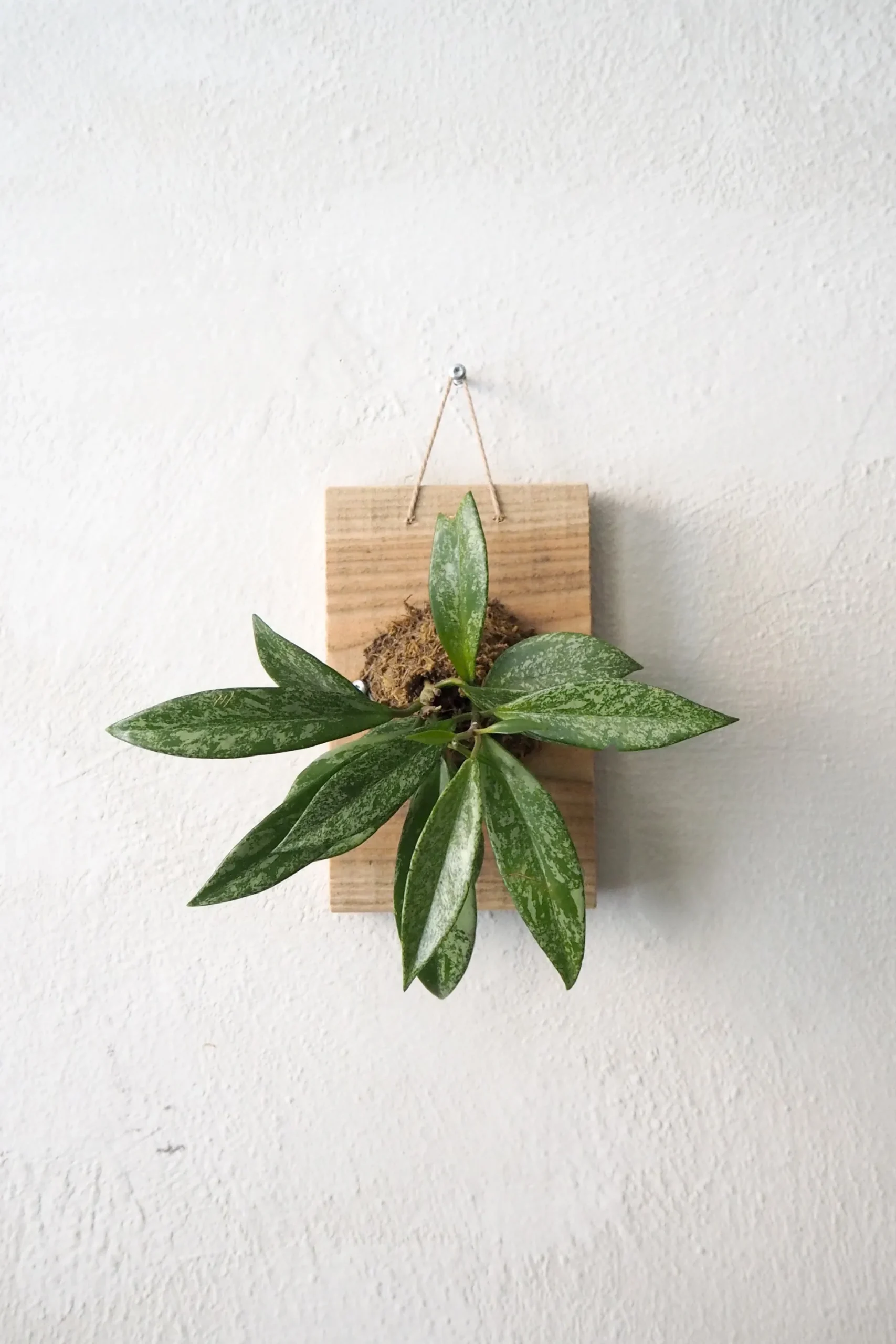 Plantetrofæ, Hoya Sivler spot, small