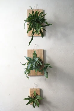 Plantetrofæ, Hoya Sivler spot, small