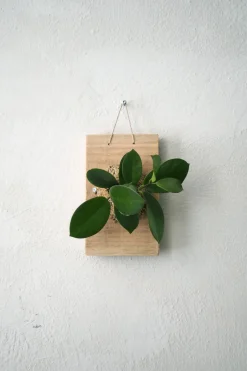 Plantetrofæ, Hoya, small