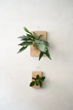 Plantetrofæ, Hoya, small