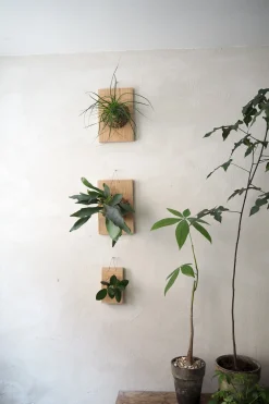 Plantetrofæ, Hoya, small