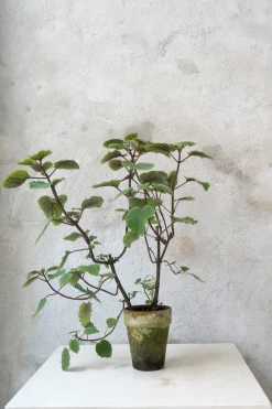 Plectranthus