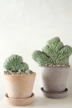 Polaskia Chipchipe F. Cristata, medium