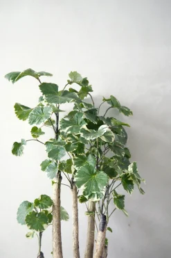 Polyscias Balfourian