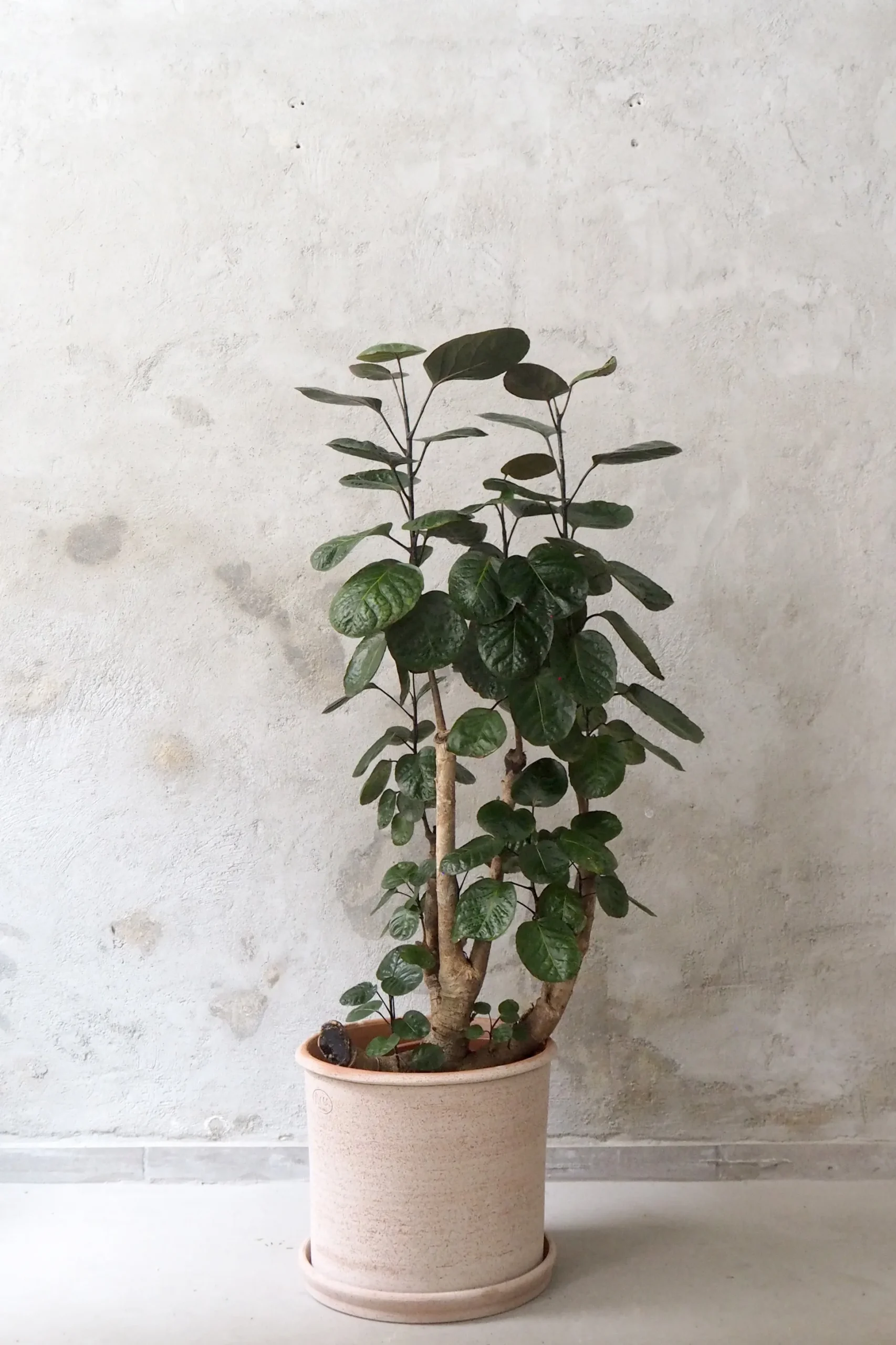 Polyscias Fabian, stor