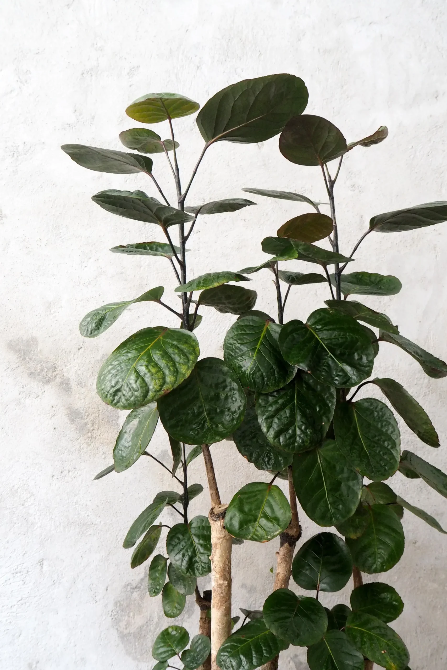 Polyscias Fabian, stor