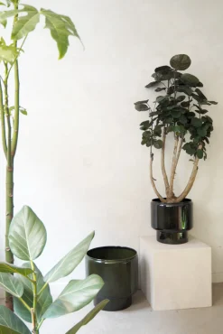 Polyscias Fabian, stor