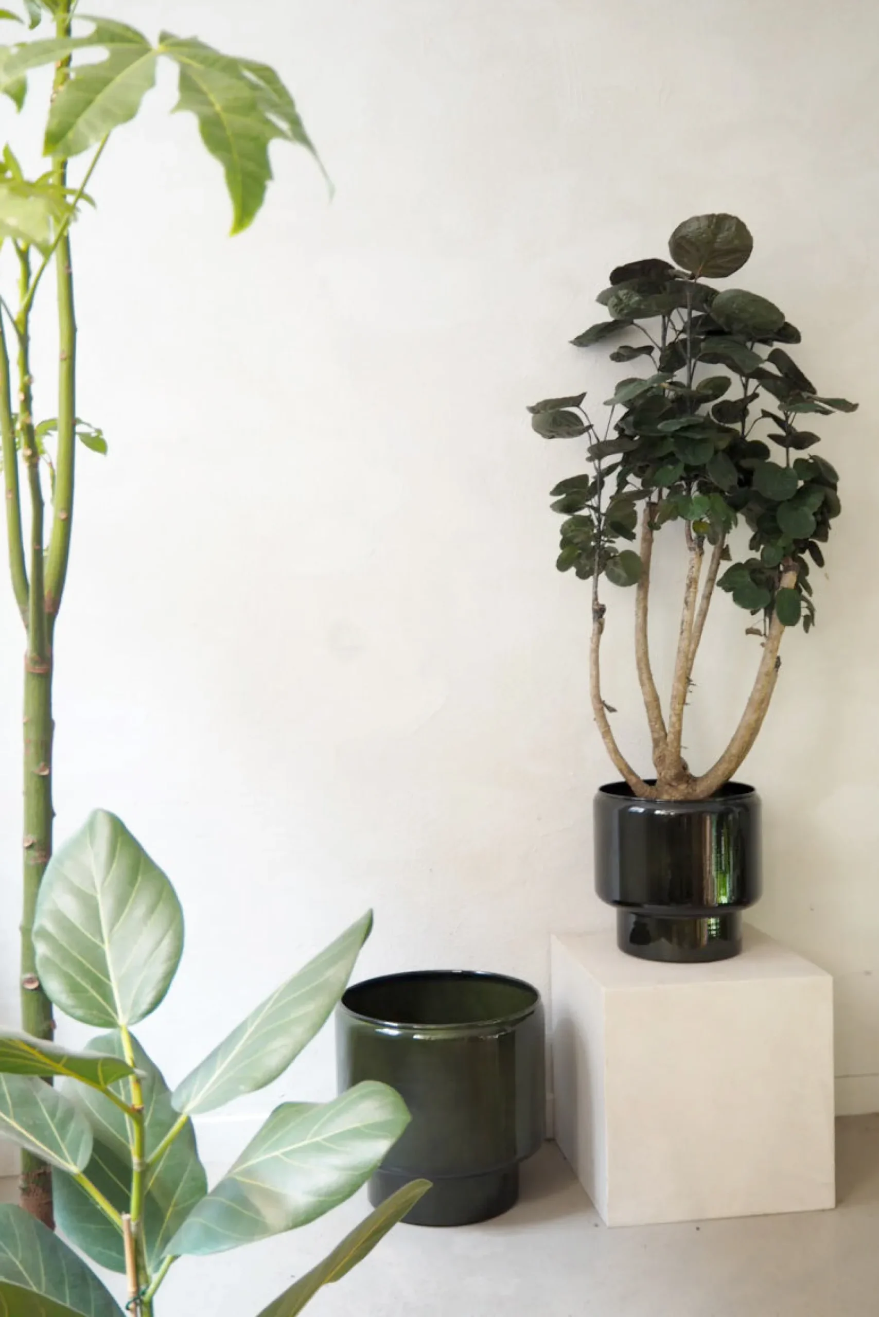 Polyscias Fabian, stor