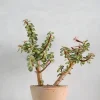 Portulacaria afra 'Medio-picta'
