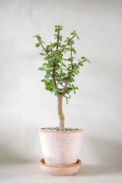 Portulacaria afra Opstammet