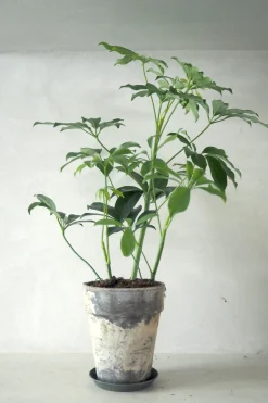 Schefflera