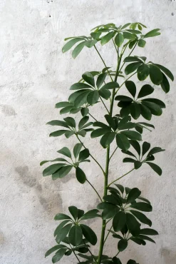 Schefflera arboricola