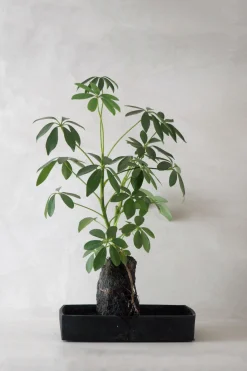 Schefflera på Lavasten