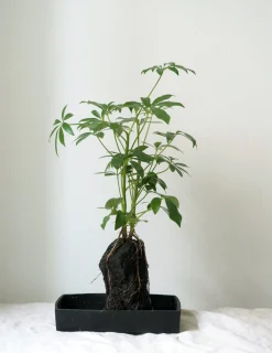 Schefflera på Lavasten