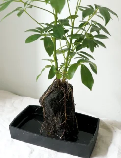 Schefflera på Lavasten