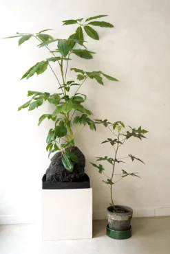 Schefflera på Lavasten, oversize