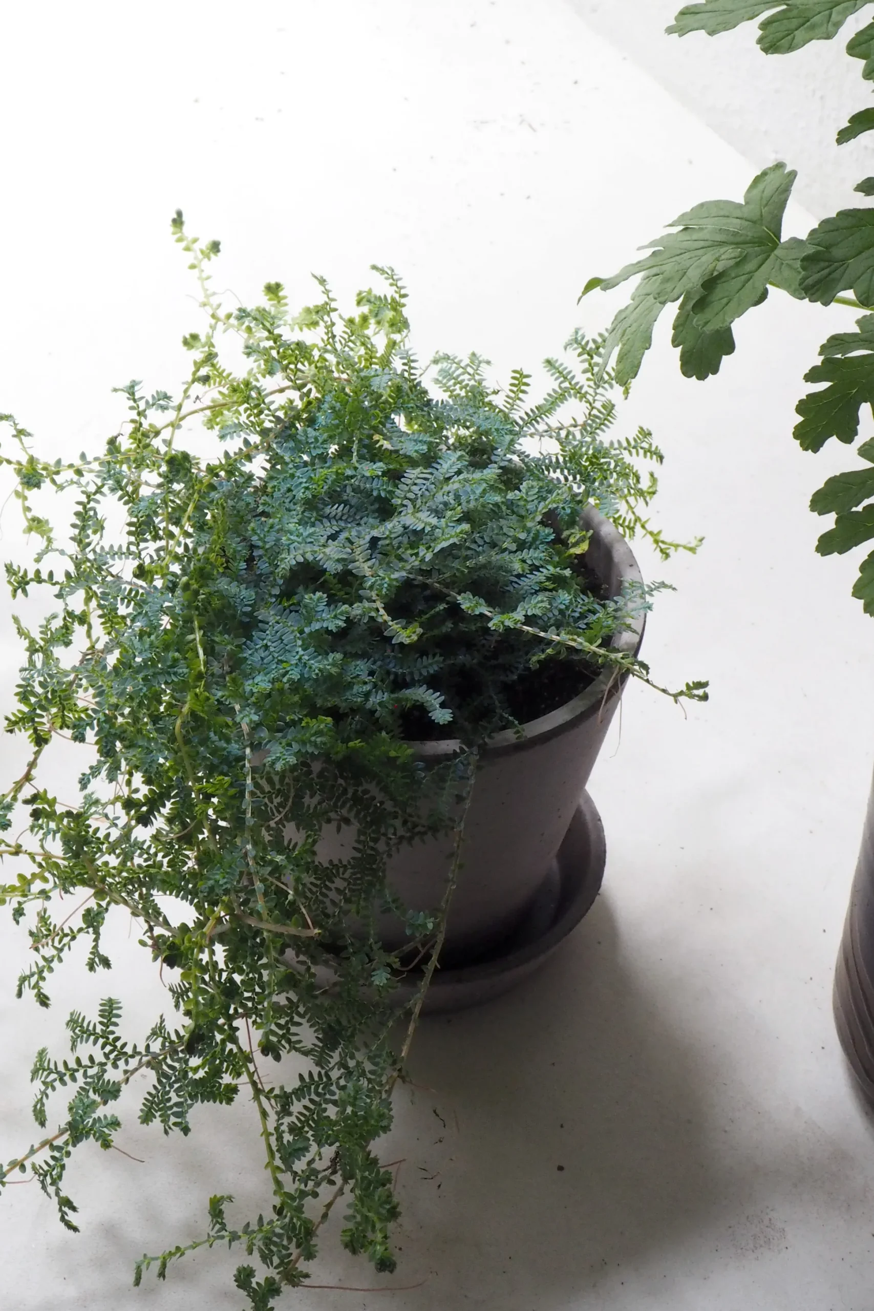 Seleginelle Peacock bregne