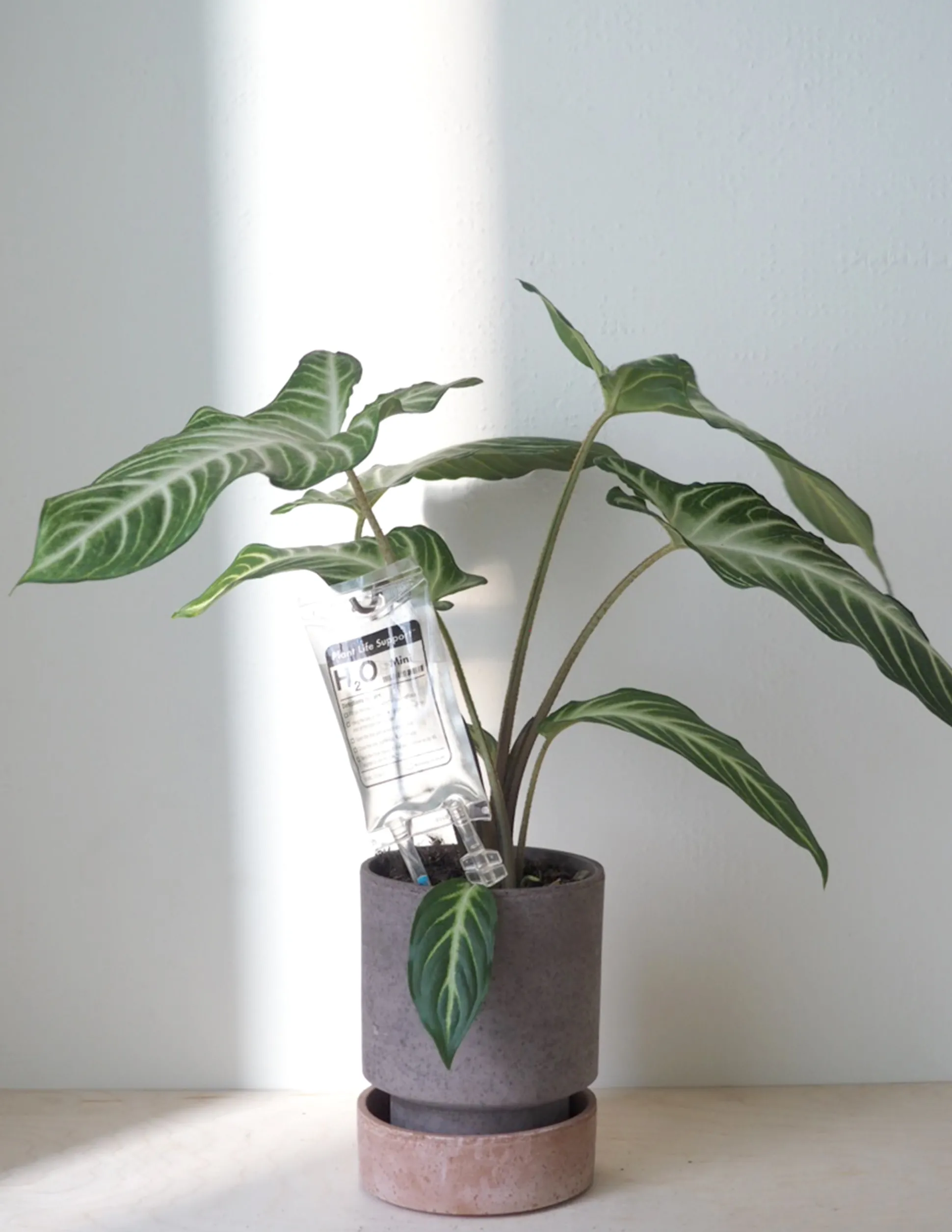 Selvvandende Plant Life support, lille