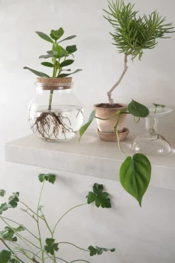 Senecio barbertonicus