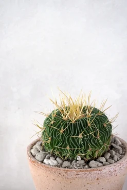 Stenocactus