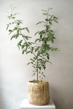 StineMei - Wood Yellow