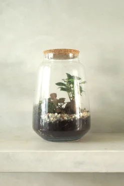 Terrarie med Ficus Bonsai no. 18