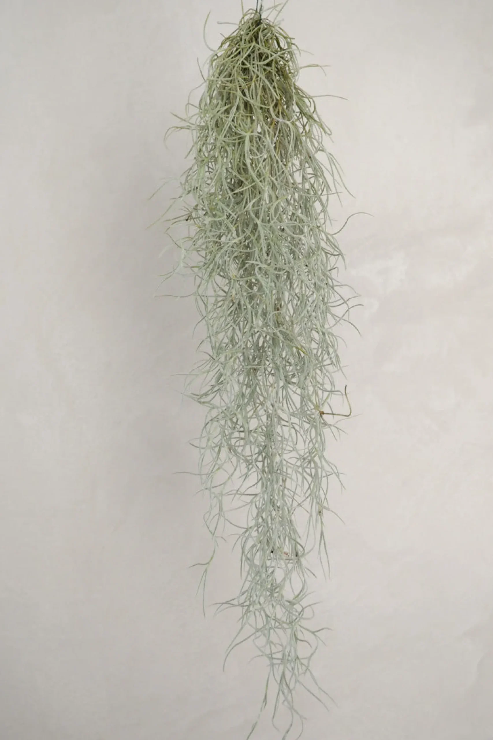 Tillandsia Usneoides