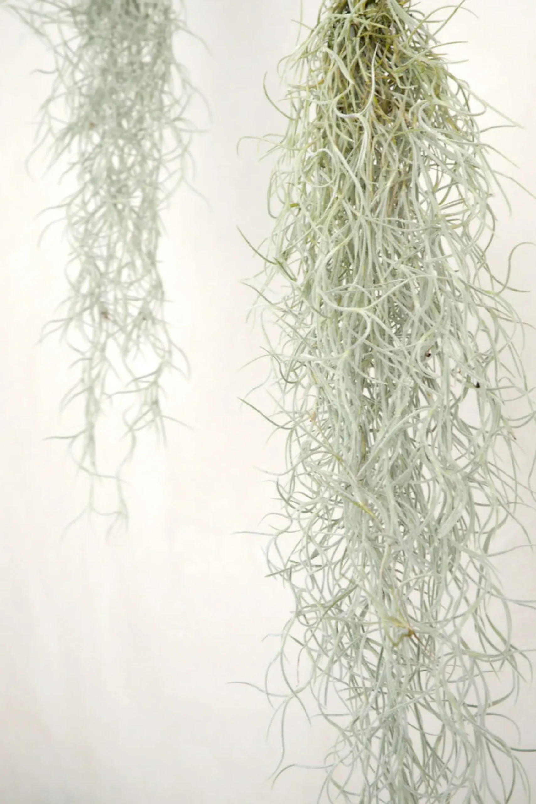 Tillandsia Usneoides